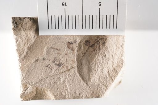 undet. Diptera