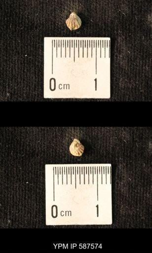 Camarotoechia whitei