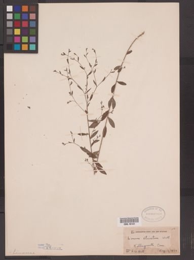 Linum striatum