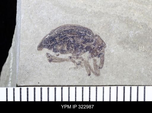 Otiorhynchus perditus