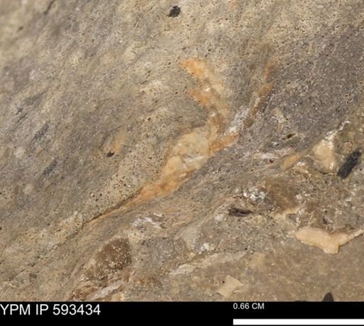 taxon undetermined