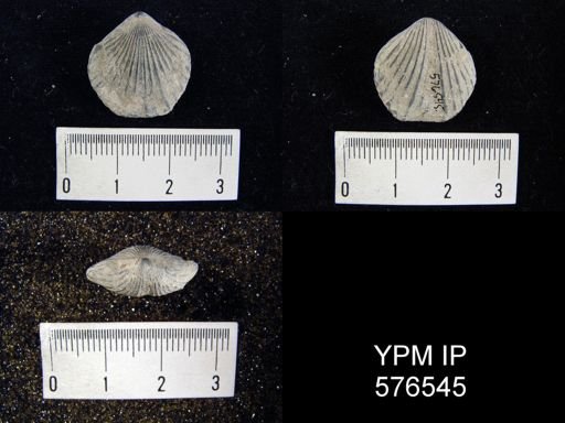 Homeospira sp.