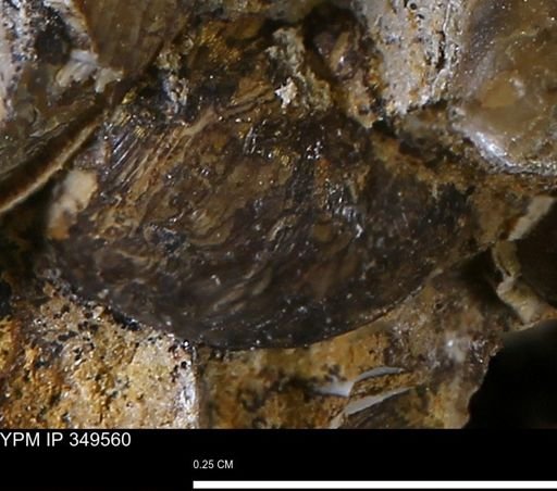 undet. Mollusca