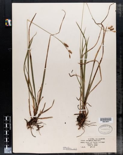 Carex castanea