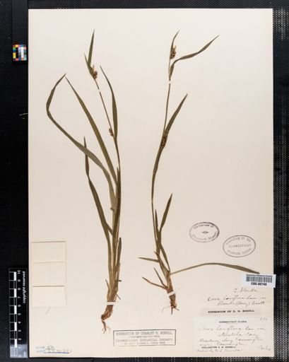 Carex laxiflora