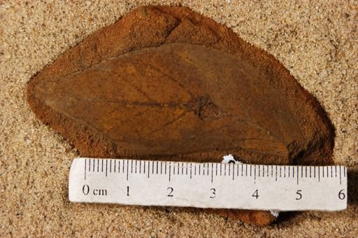 Angiospermopsida