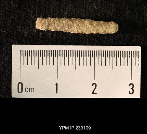 Archaeocidaris sp.