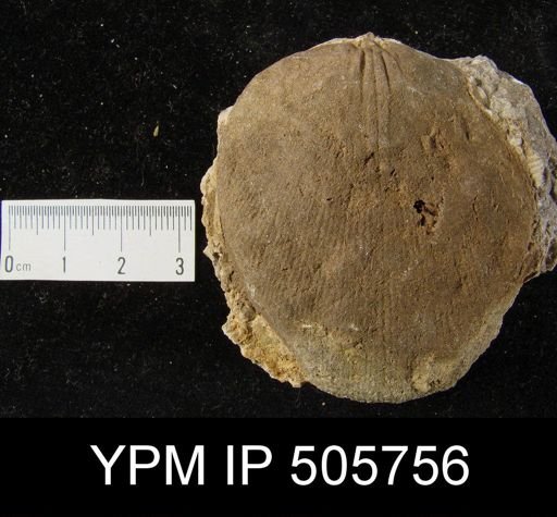 Rensselaeria ovoides