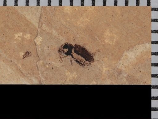 undet. Coleoptera