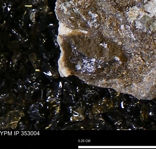 undet. Mollusca