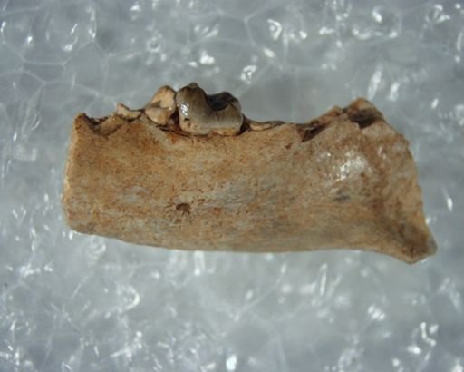 Absarokius abbotti