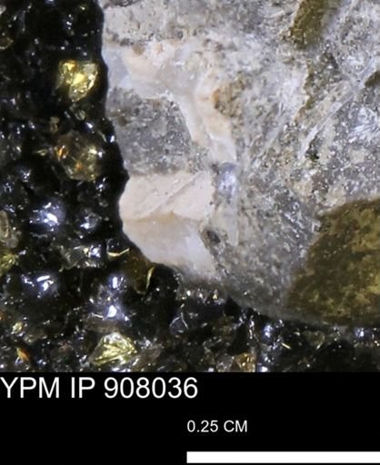 undet. Mollusca