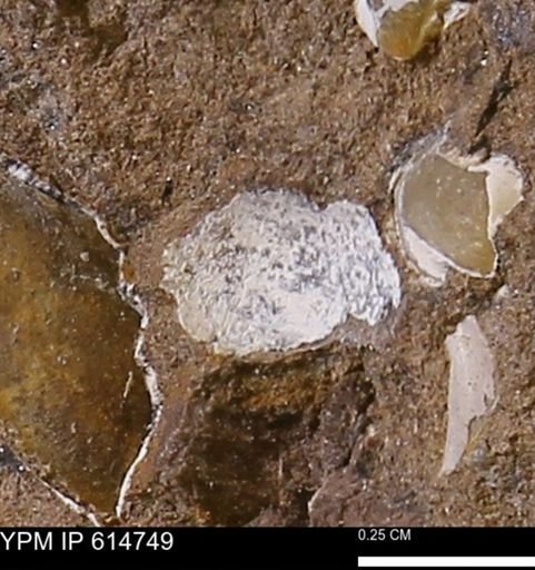 undet. Bivalvia