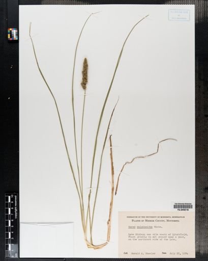Carex vulpinoidea