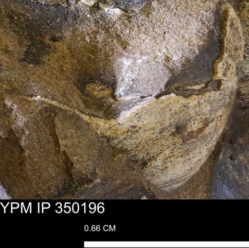 undet. Bivalvia