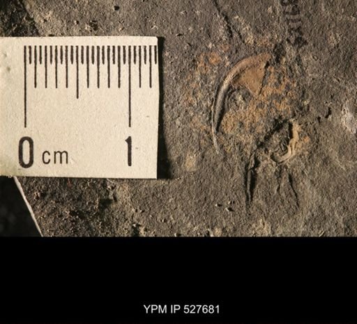 undet. Trilobita