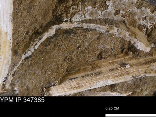 undet. Bivalvia