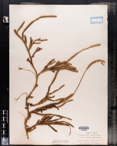 Lycopodium annotinum