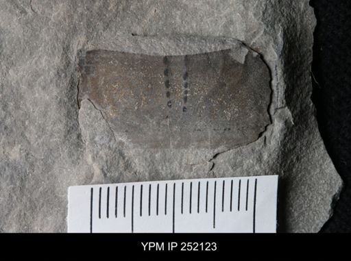 Eurypterus sp.
