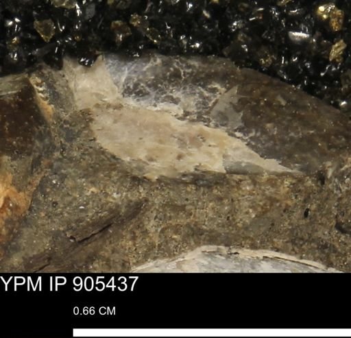 undet. Mollusca