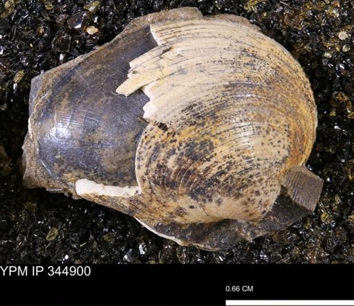 Limopsis striatopunctatus