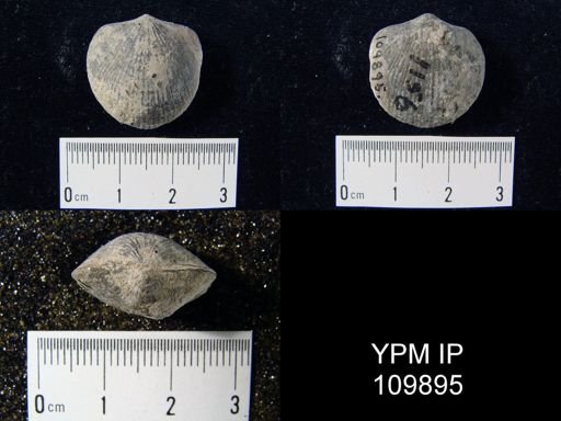 Atrypa reticularis