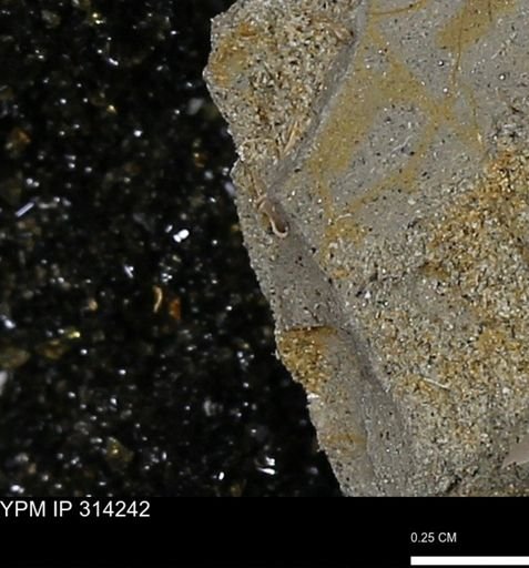 undet. Scaphopoda