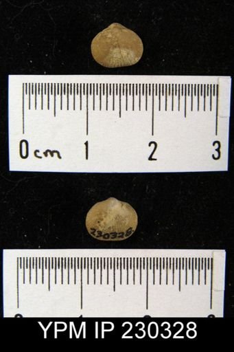 Rhipidomella carbonaria