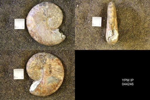 Hoploscaphites comprimus