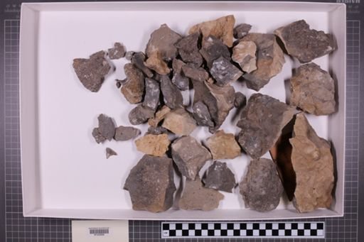 mixed taxa, stratigraphic collection