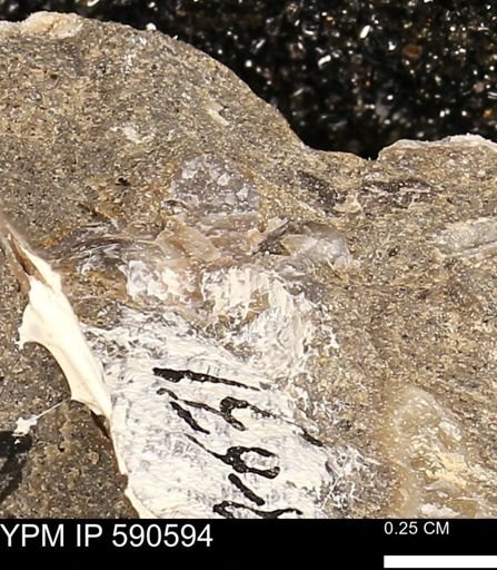 Ostrea translucida?