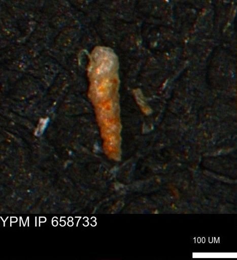Verneuilinoides kansasensis