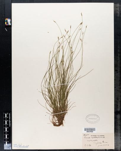 Carex leptalea