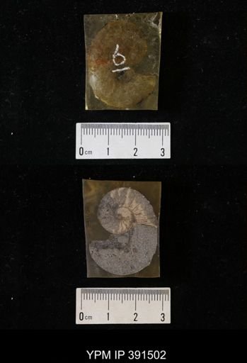Scaphites whitfieldi