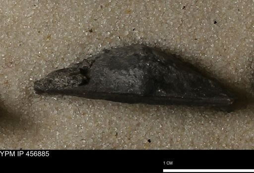 Stropheodonta sp.