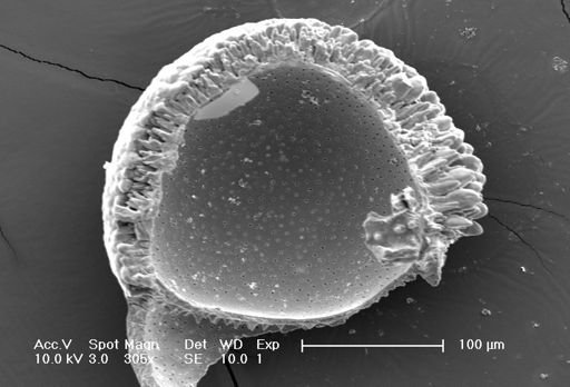 Globorotalia crassaformis