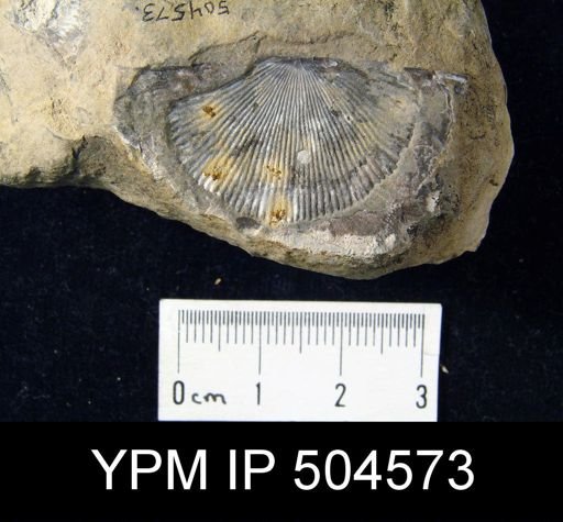 Strophodonta?