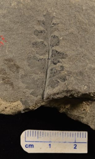 Sphenopteris sp.