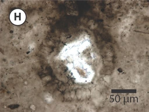 Variomargosphaeridium gracile