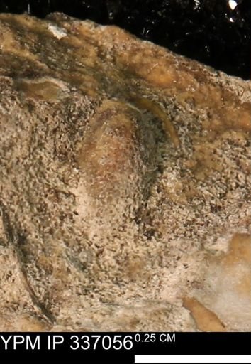undet. Mollusca