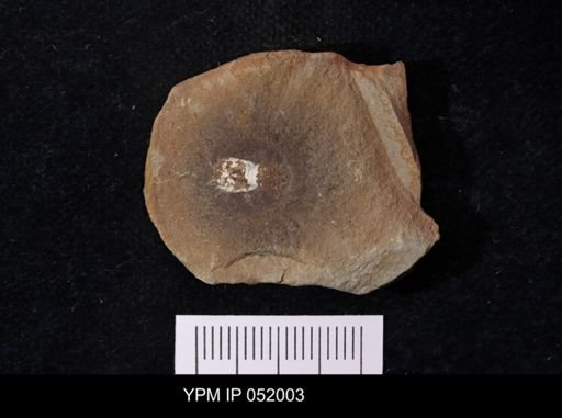 Anthracaris gracilis
