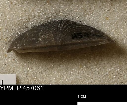 Stropheodonta sp.