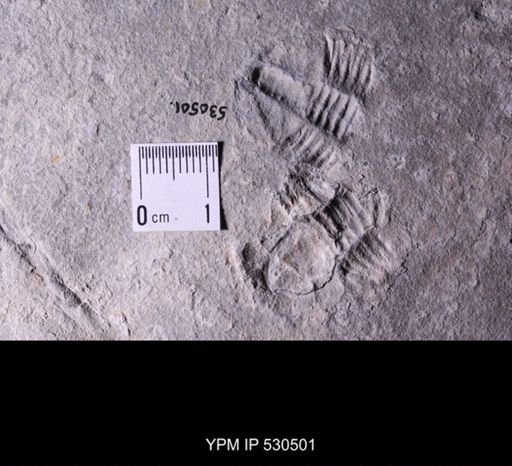 Asaphiscus
