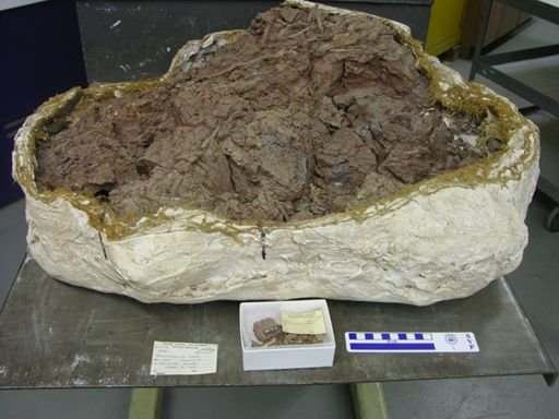 Tenontosaurus tilletti