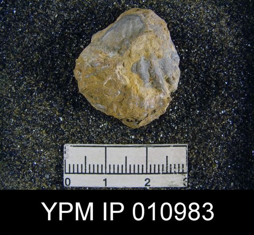 Meekella difficilis