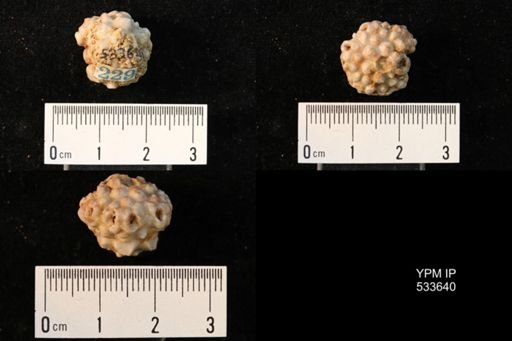 Dorycrinus