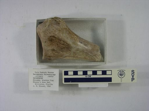 Teleoceras sp.