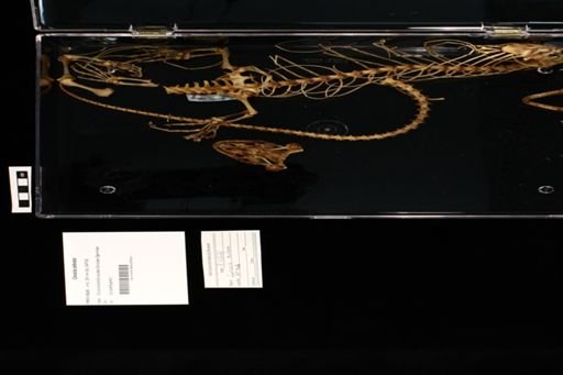 Corucia zebrata
