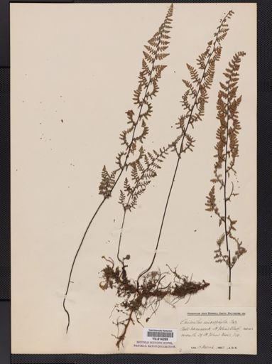 Cheilanthes