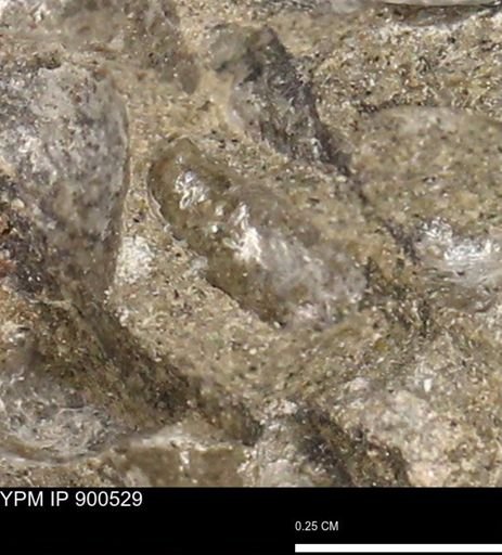 Anomia gryphorhyncha